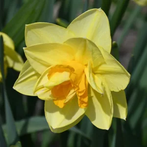 Narcissus Apotheose (12/+) - Nárcisz