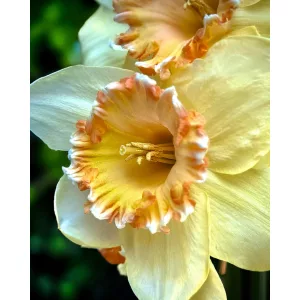 Narcissus By George (12/+) - Nárcisz