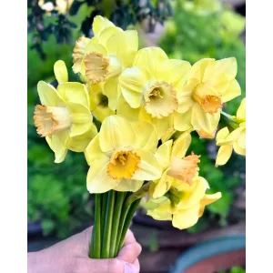 Narcissus Chemeketa (12/+) - Nárcisz