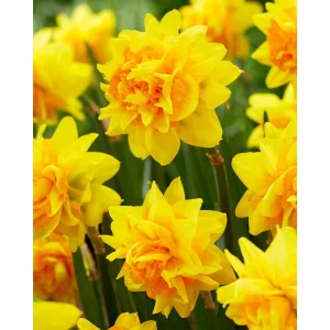 Narcissus Double Joy (12/+) - Nárcisz