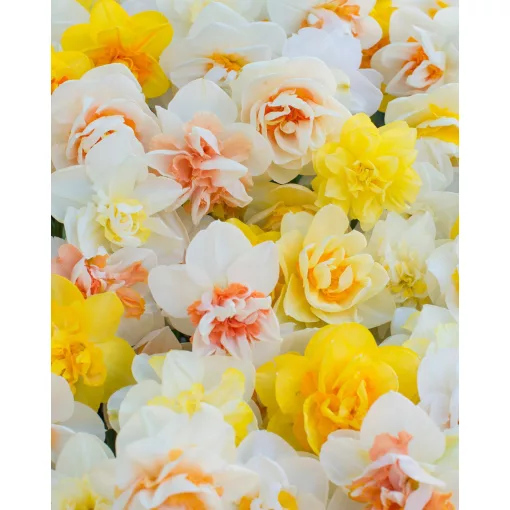 Narcissus Double Mixed (12/+) - Nárcisz