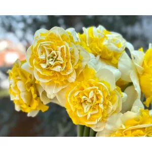 Narcissus Dutch Lion (12/+) - Nárcisz