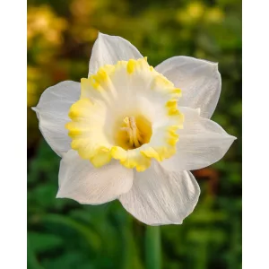Narcissus Dutch Mountain (12/+) - Nárcisz