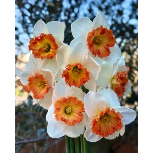Narcissus Eclat (12/+) - Nárcisz