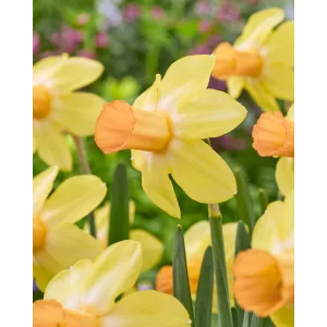 Narcissus Fidan (12/+) - Nárcisz