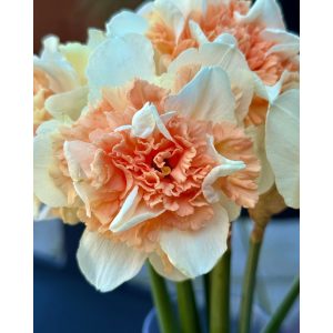 Narcissus Flower Surprise (12/+) - Nárcisz