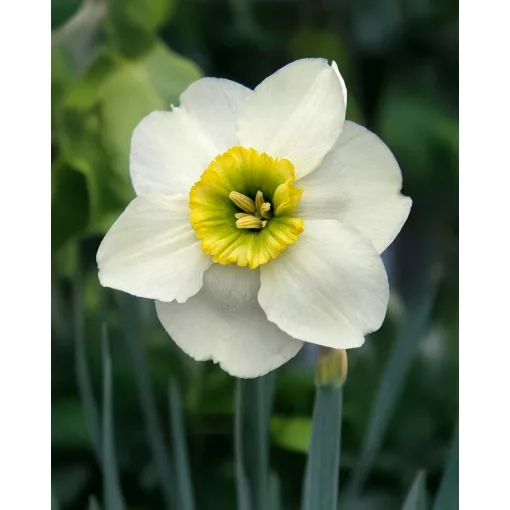 Narcissus Gracy's Green (12/+) - Nárcisz