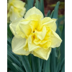 Narcissus Little Kiwi (12/+) - Nárcisz