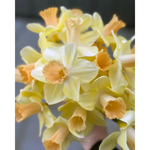Narcissus Memento (12/+) - Nárcisz