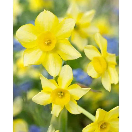 Narcissus New Baby (12/+) - Nárcisz