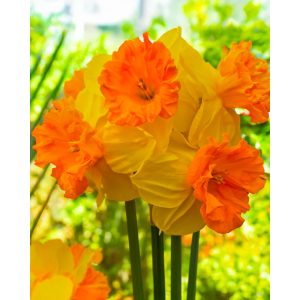 Narcissus Rockstar (12/+) - Nárcisz