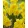 Narcissus Yellow Parrot (12/+) - Nárcisz