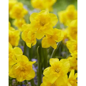 Narcissus Yellow Parrot (12/+) - Nárcisz