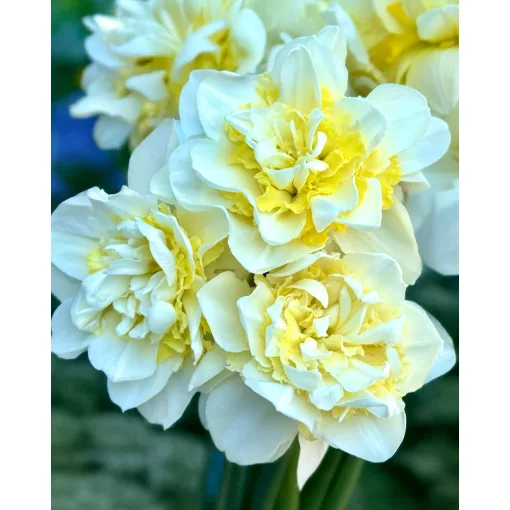 Narcissus Young Devotion (12/+) - Nárcisz