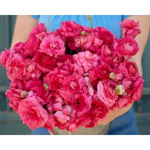 Ranunculus Amandine Bonbon (4/+) - Ázsiai boglárka