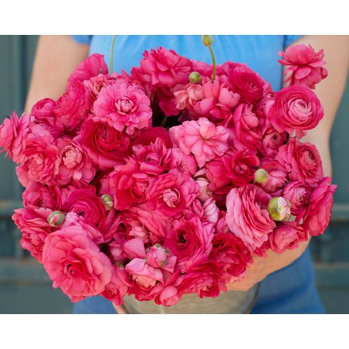 Ranunculus Amandine Bonbon (4/+) - Ázsiai boglárka