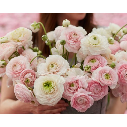 Ranunculus Amandine Chamallow (4/+) - Ázsiai boglárka