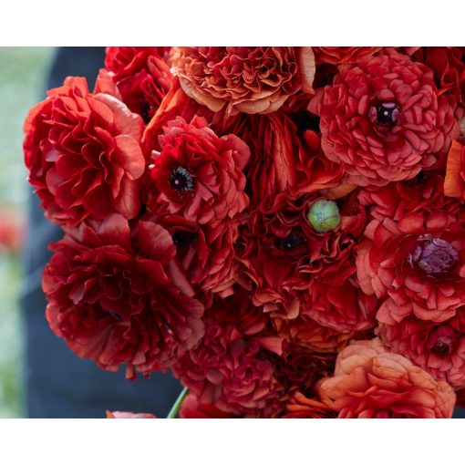 Ranunculus Amandine Chocolate (4/+) - Ázsiai boglárka