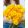 Ranunculus Amandine Gold (4/+) - Ázsiai boglárka