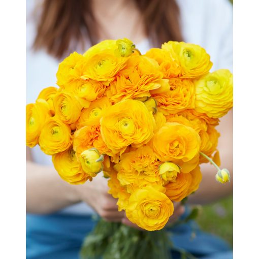 Ranunculus Amandine Gold (4/+) - Ázsiai boglárka