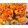 Ranunculus Amandine Orange (4/+) - Ázsiai boglárka