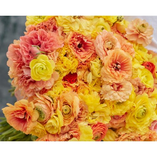 Ranunculus Amandine Pastel Lemon (4/+) - Ázsiai boglárka
