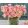Ranunculus Amandine Pastel Pink (4/+) - Ázsiai boglárka