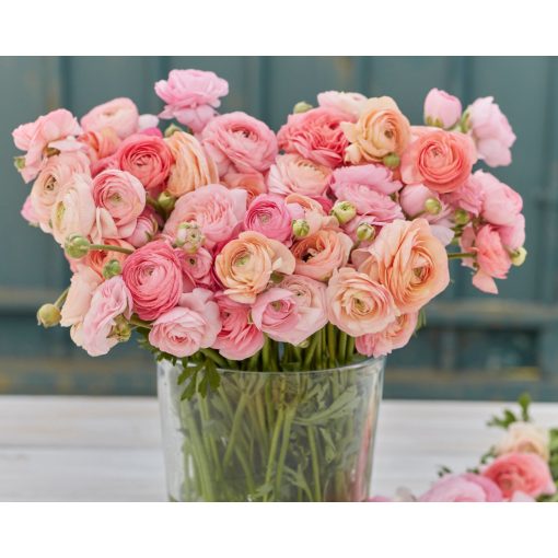 Ranunculus Amandine Pastel Pink (4/+) - Ázsiai boglárka