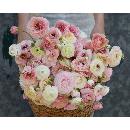 Ranunculus Amandine Porcelaine (4/+) - Ázsiai boglárka