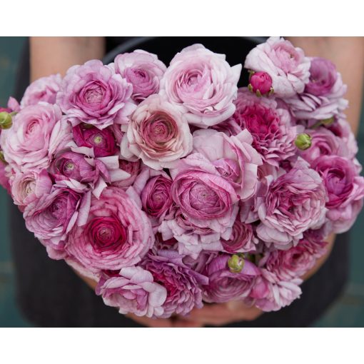 Ranunculus Amandine Purple Jean (4/+) - Ázsiai boglárka