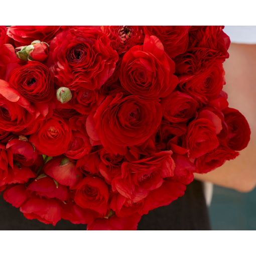 Ranunculus Amandine Scarlet (4/+) - Ázsiai boglárka