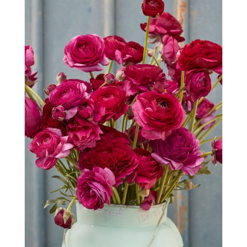 Ranunculus Amandine Violet (4/+) - Ázsiai boglárka