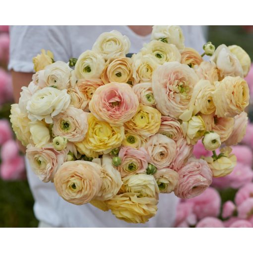 Ranunculus Amandine Wedding Pastel (4/+) - Ázsiai boglárka