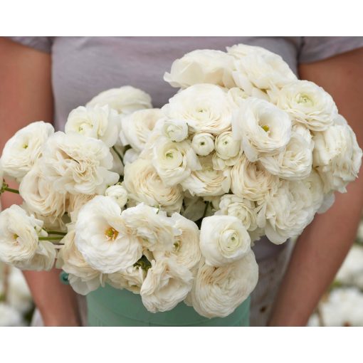 Ranunculus Amandine White (4/+) - Ázsiai boglárka