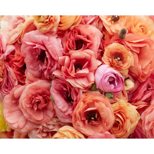 Ranunculus Friandine Salmon (4/+) - Ázsiai boglárka