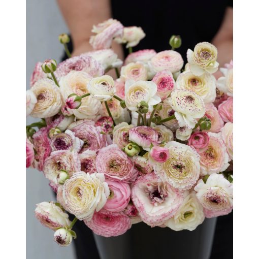 Ranunculus Friandine White Picotee (4/+) - Ázsiai boglárka