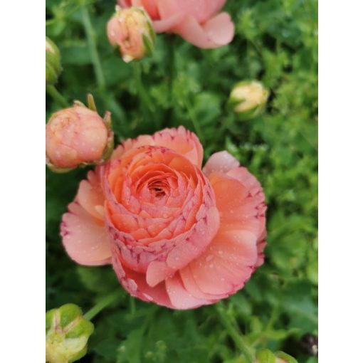 Ranunculus Pauline Champagne (4/+) - Ázsiai boglárka