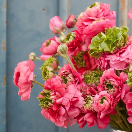 Ranunculus Super Green Rose (4/+) - Ázsiai boglárka
