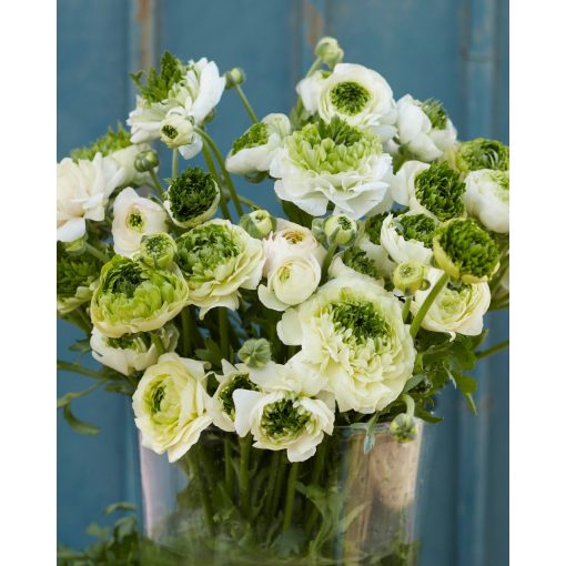 Ranunculus Super Green White (4/+) - Ázsiai boglárka