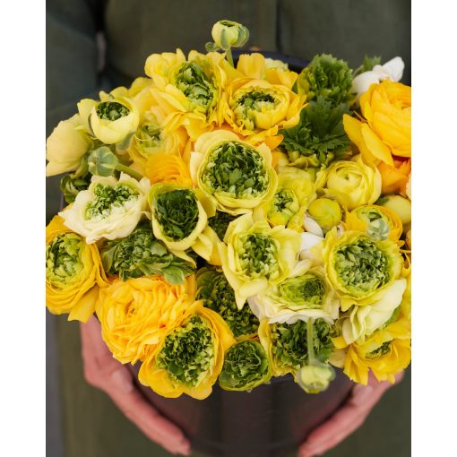 Ranunculus Super Green Yellow (4/+) - Ázsiai boglárka