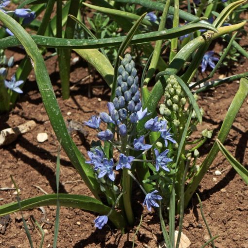 Scilla persica (14/+) - Perzsa csillagvirág