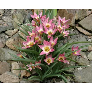 Tulipa aucheriana (6/+) - Tulipán
