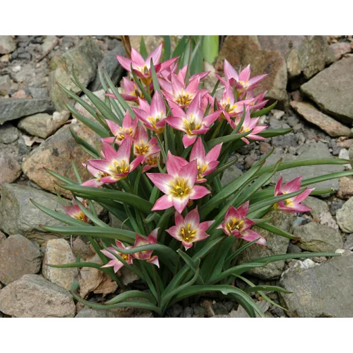 Tulipa aucheriana (6/+) - Tulipán