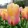 Tulipa Blushing Impression (10/+) - Tulipán