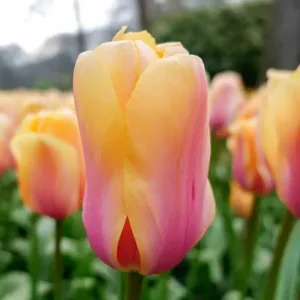 Tulipa Blushing Impression (10/+) - Tulipán