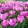 Tulipa Janis Joplin (10/+) - Tulipán