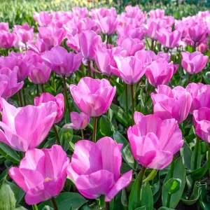 Tulipa Janis Joplin (10/+) - Tulipán