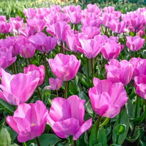 Tulipa Janis Joplin (10/+) - Tulipán