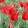 Tulipa Liz de Velours (10/+) - Tulipán