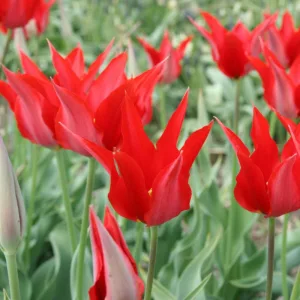 Tulipa Liz de Velours (10/+) - Tulipán